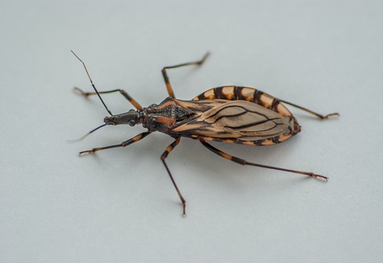 Triatoma brasiliensis CC license Triatoma brasiliensis (Triatominae), kissing bug, vector of Trypanosoma cruzi, the etological agent of Chagas disease Zezinho68