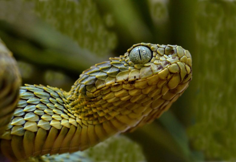 Photo title: Textures in vipers Photo credit: Edgar Neri-Castro Photo caption: Close-up of a Atheris squamigera, a species of the genus Atheris. Species of this genus have a very showy strongly keeled scale pattern.