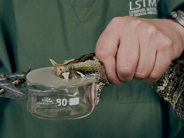 A snake being milked for its venom. © Nick Ballon / Wellcome Trust