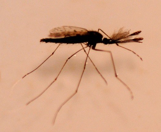 <em>Anopheles darlingi</em>, the most important vector in the region © Fábio Costa 